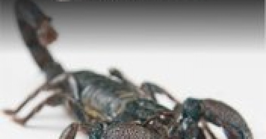 Czarny Skorpion zbiór opowiadań Michała Majewskiego Czarny Skorpion zbiór opowiadań Michała Majewskiego