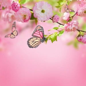 Pink flower of an Oriental cherry and butterfly;