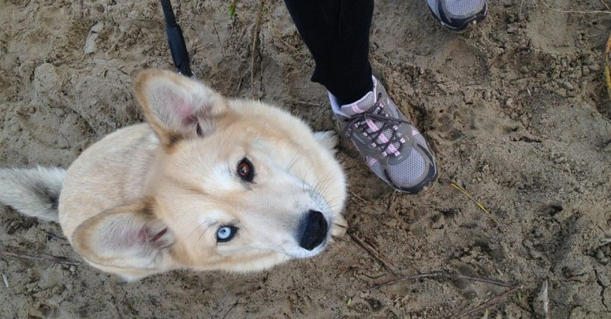 Marka Merrell sponsorem Pucharu Polski w Dogtrekkingu Marka Merrell sponsorem Pucharu Polski w Dogtrekkingu