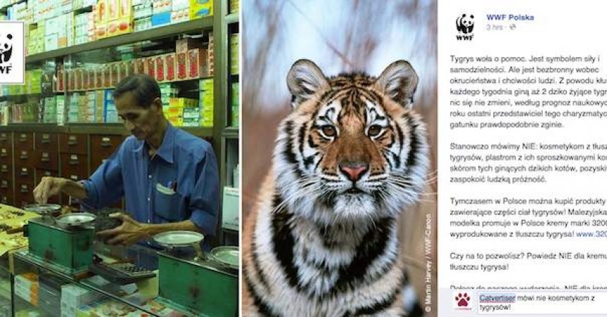 WWF wybrał Catvertisera WWF wybrał Catvertisera