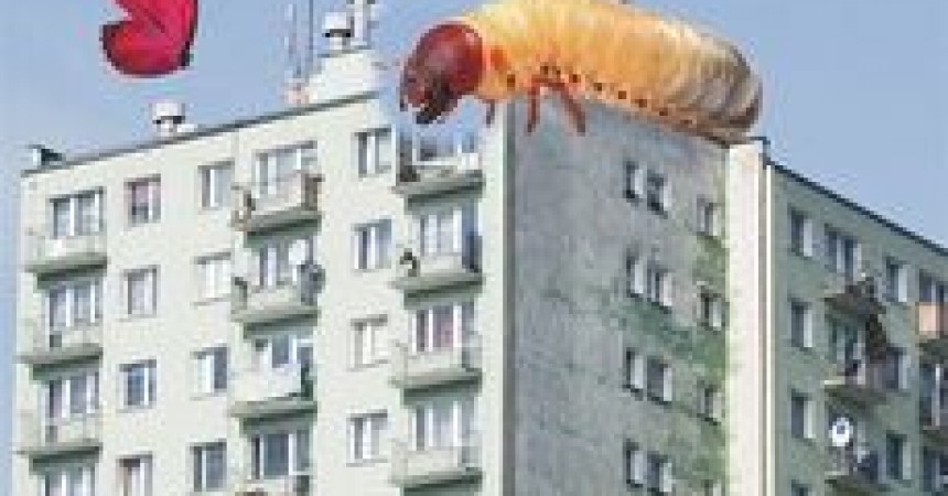 Larwy lumpenproletariatu Larwy lumpenproletariatu