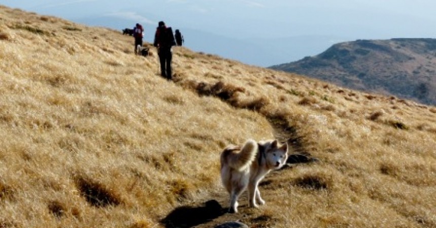 Marka Merrell sponsorem Pucharu Polski w Dogtrekkingu Marka Merrell sponsorem Pucharu Polski w Dogtrekkingu