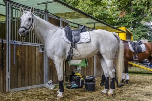 Cavallo bianco in scuderia