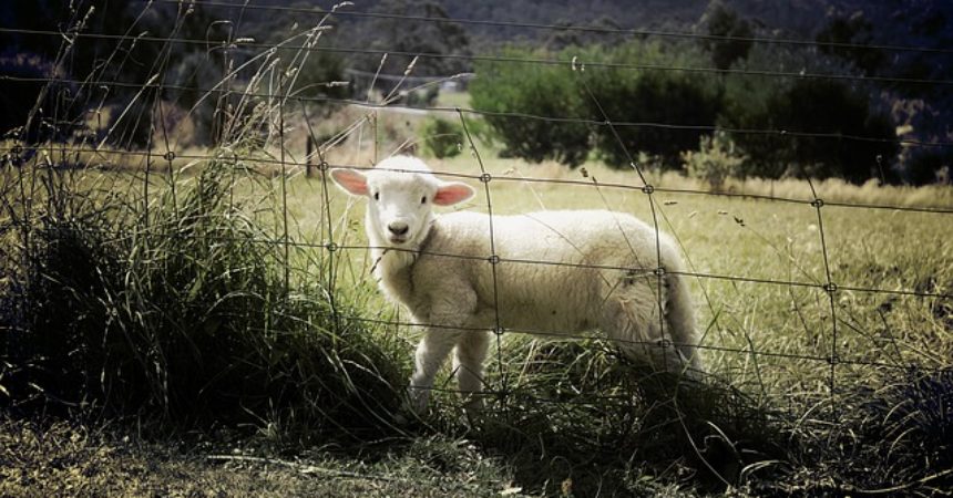 Dobra agroturystyka – trzymanie i łamanie standardów w jednym Dobra agroturystyka – trzymanie i łamanie standardów w jednym