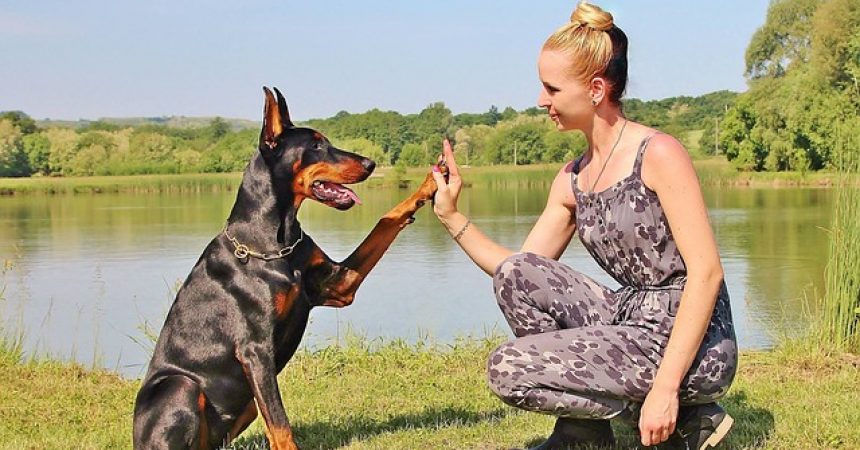 Jak dogadać się z psem? Jak dogadać się z psem?