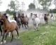 Hodowla koni i jeździectwo – nowy kierunek studiów w Lublinie
