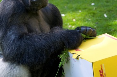 DHL przetransportował dziewięć goryli na wolność