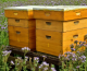 Jaki ul wybrać – Pierwsze kroki w pszczelarstwie