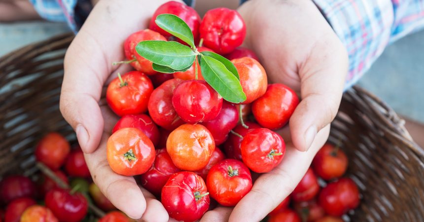 Acerola – dlaczego warto ją poznać? Acerola – dlaczego warto ją poznać?