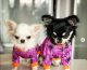 Psia moda – modne ubranka dla psów