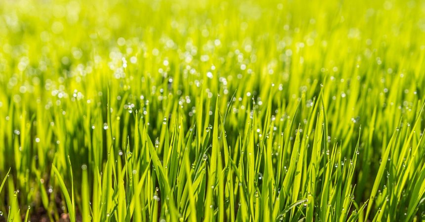 Nawóz do trawy – zadbaj o piękną murawę Nawóz do trawy – zadbaj o piękną murawę